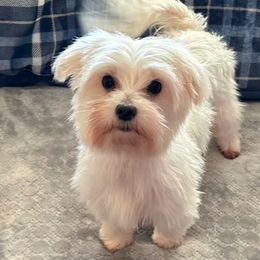 Maltese and Morkies from Angie's Puppies