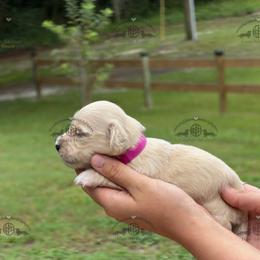 Miss. Pink-3200 - Cream female Dachshund puppy in Ocala/Gainesville, Florida from From the Heart Doxies