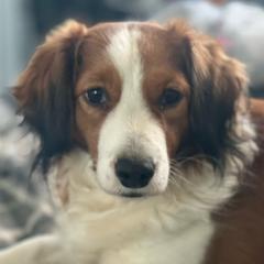 Depa - Nederlandse Kooikerhondje