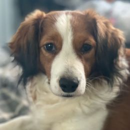 Depa - Nederlandse Kooikerhondje