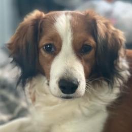 Depa - Nederlandse Kooikerhondje