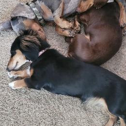 Dachshunds from Tps Teeny Weins