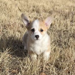 Martha - Red female Pembroke Welsh Corgi puppy in Anton, Texas from X Bar's Lil Legs of Texas