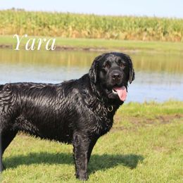 Yara - Labrador Retriever