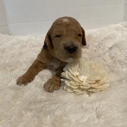 Goldendoodle Puppies from Dhalia’s Doodles
