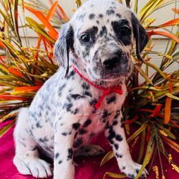 Red collar - White and black male Dalmatian puppy in Westhoff, Texas from Smart Dalmatians