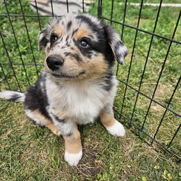 Cash - Blue merle male Australian Shepherd puppy in Clarkston, Utah from 3am Riot Ranch