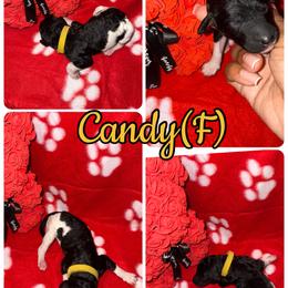 Candy - Parti female Poodle puppy in League City, Texas from Chauffeured Poodles