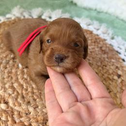 Lady Bug - Red and white female Cockapoo puppy in Alexandria, Alabama from Bright and Beautiful Cockapoos and Doodles
