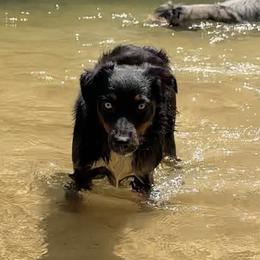 Skeeter - Miniature Australian Shepherd