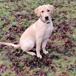 Dilute Retriever and Labrador Retriever All Grown Up from McKenzie Reign Labradors