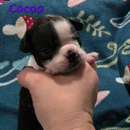 Cocoa - Black and white female Boston Terrier puppy in Columbus, Ohio from Bryn's AKC Bostons