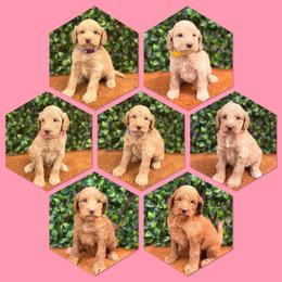 2nd pick girl - Caramel female Australian Labradoodle puppy in Hartshorne, Oklahoma from Jena Edmond