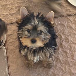 Mona Lisa - Blue and gold female Yorkshire Terrier puppy in Portland, Oregon from Bohemian Beauty Yorkshire Terrier