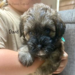 David - Sable male Schnoodle puppy in Sedalia, Missouri from Farmer Brown's Puppies