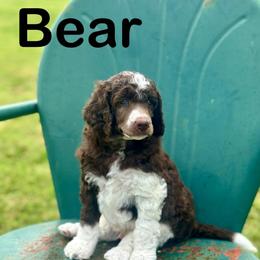 Bear - Brown male Poodle puppy in Ardmore, Oklahoma from The Poodles of Green Acres