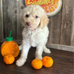 Honey - Cream female Labradoodle puppy in Paw Paw, Michigan from ProAct Canines