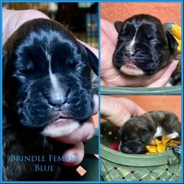 Blue - Brindle female Boxer puppy in Butler, Pennsylvania from Schaible's Boxer Huddle