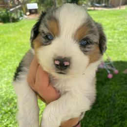 Mint Chip - Blue merle male Miniature Australian Shepherd puppy in Sonora, California from Quarle Ranch Mini Aussies