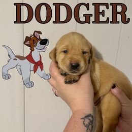 DODGER - Yellow male Labrador Retriever puppy in Water Valley, Mississippi from Three Lakes Labs & WHDs