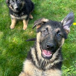 Green Arrow - Black and tan male German Shepherd puppy in Bonney Lake, Washington from German Shepherds Von Washington