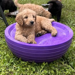 Goldendoodle Puppies from Muddy Acre Pups