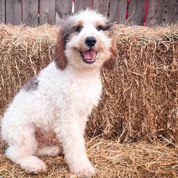 Boy 3 - Tri-color male Bernedoodle puppy in Montrose, Michigan from Livy’s Doodles