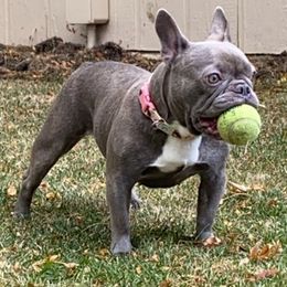 French Bulldogs from French Bulldogs Mi