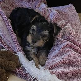 Yorkshire Terrier Puppies from The Yorkie House
