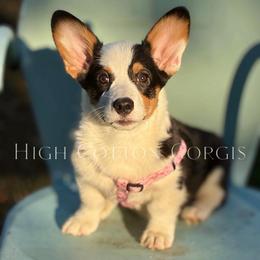 Belladonna (Bella) - Black and tan female Pembroke Welsh Corgi puppy in Benton, Arkansas from High Cotton Corgis