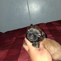 Boy 3 - Gold male Shih Tzu puppy in Birmingham, Alabama from K&D kennels