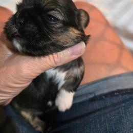 F pink white sock brindle - Brindle female Shih Tzu puppy in Missouri from Farm Animal Mommy Shih tzu's Michalek Dog Breeder