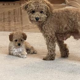 Poodle Puppies from ItalianToyPoodles