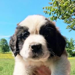 Rita - Brown and white female Saint Bernard puppy in Kinsman, Ohio from Coleman Saint Bernards of Ohio