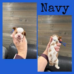 Navy - Blenheim male Cavalier King Charles Spaniel puppy in De Pere, Wisconsin from Rose Garden Kennels