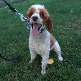Copper - Poodle