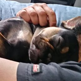 French Bulldogs from Spoiled Potatoes