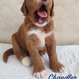 Goldendoodle Puppies from Golden Law Kennels