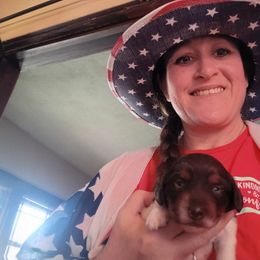 Dachshund Puppies from Lauren's Dachshunds