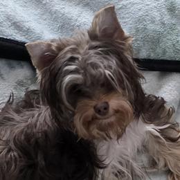 Yorkshire Terriers from Dyer's Beauties