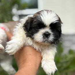 Google - Tricolor male Shih Tzu puppy in Weeki Wachee, Florida from Svitlana Geist