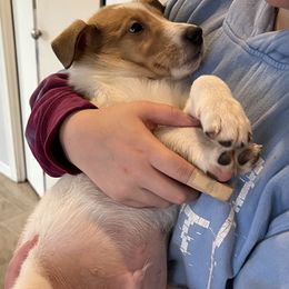 Collie Puppies from Lakeside Collies