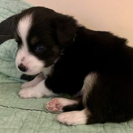 Black tri - Black tri male Miniature Australian Shepherd puppy in Nashville, Tennessee from Little B’s Aussies