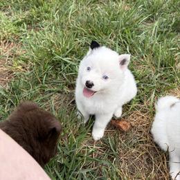 Pomsky Puppies from Fluff and Feathers