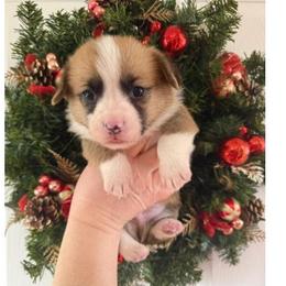 Scout - Red male Pembroke Welsh Corgi puppy in Shelley, Idaho from Whistling Wind Corgi’s