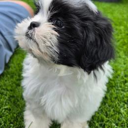 Shih Tzu Puppies from Shih Tzus of Gilbert