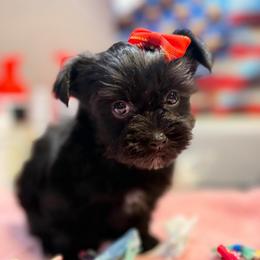 Gezza - Black female Morkie puppy in Florence, Kentucky from 4paws4ever by Design