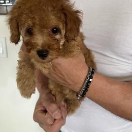 Poodle puppies from ItalianToyPoodles
