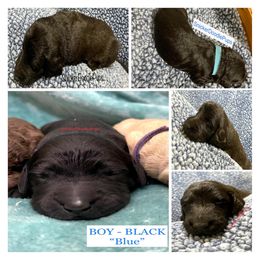 Goldendoodle and Poodle Puppies from SnickerDoodlePups