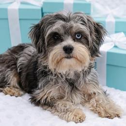 Missy - Shorkie